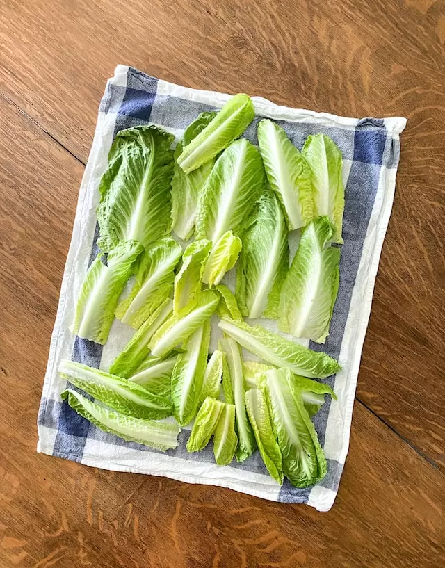 Romaine Lettuce Leaves Drying